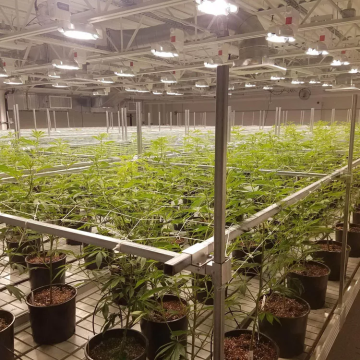 Indoor vertical farming room with grow lights and movable plant benches